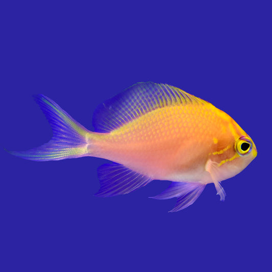 Sunburst Anthias