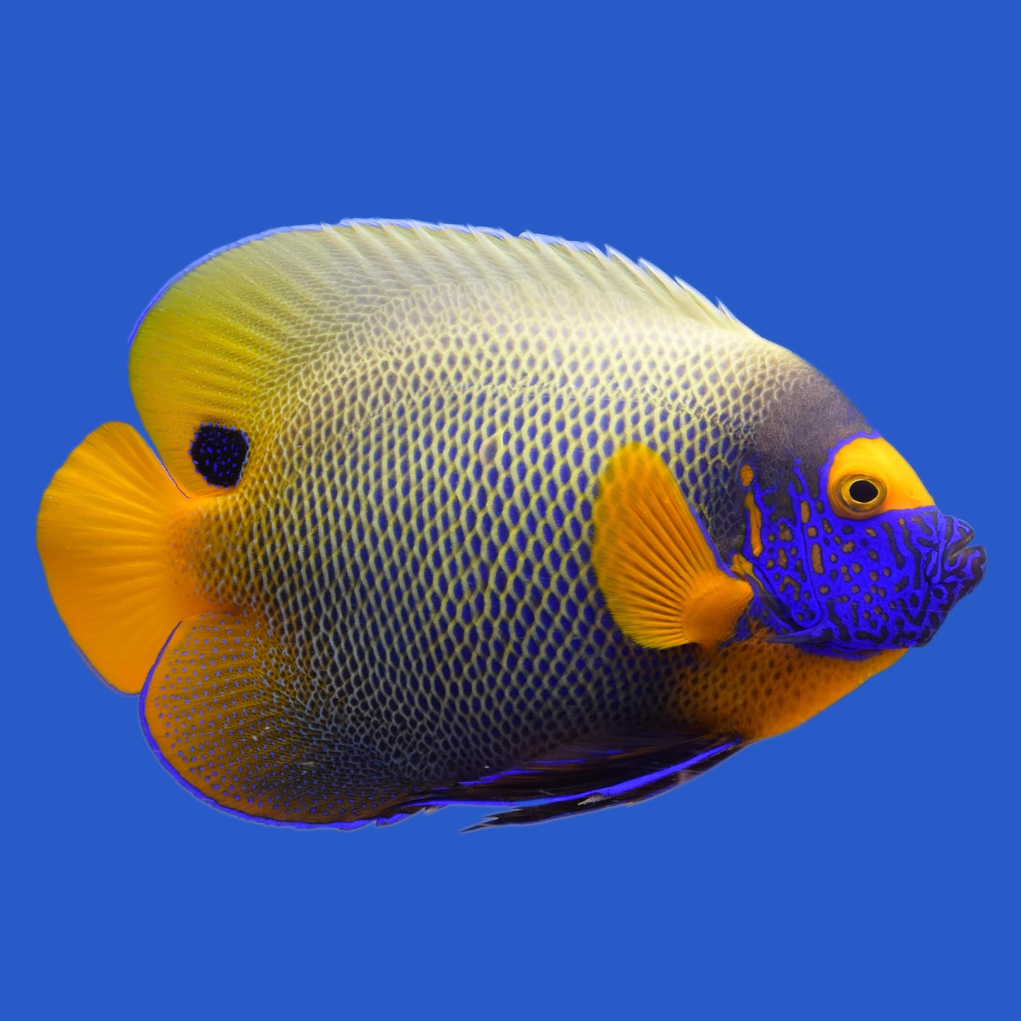 Blueface Angelfish WYSIWYG