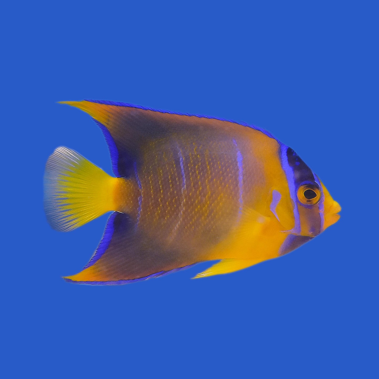 Queen Angelfish WYSIWYG