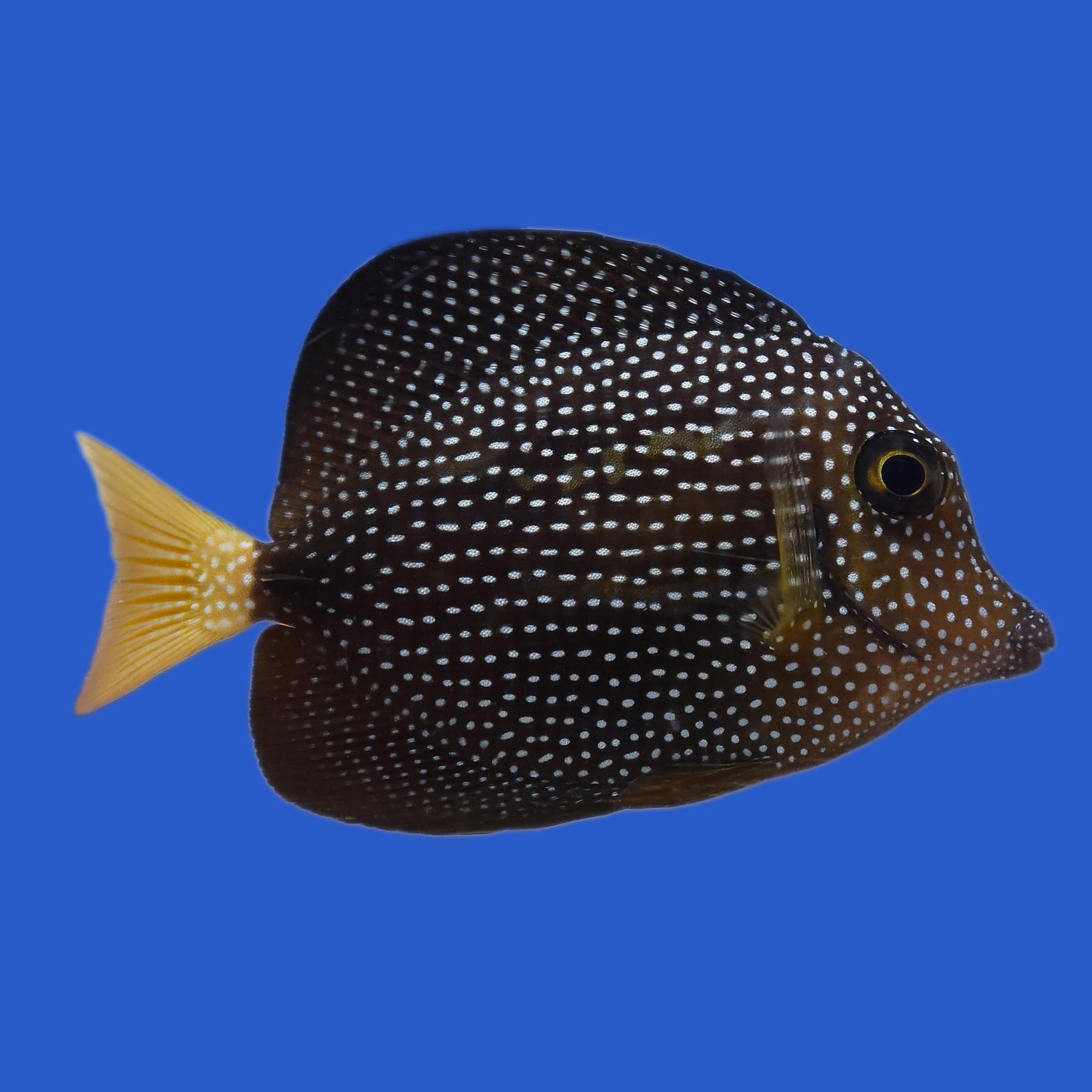 Gem Tang WYSIWYG
