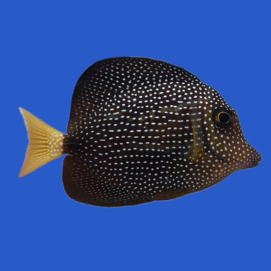 Gem Tang WYSIWYG