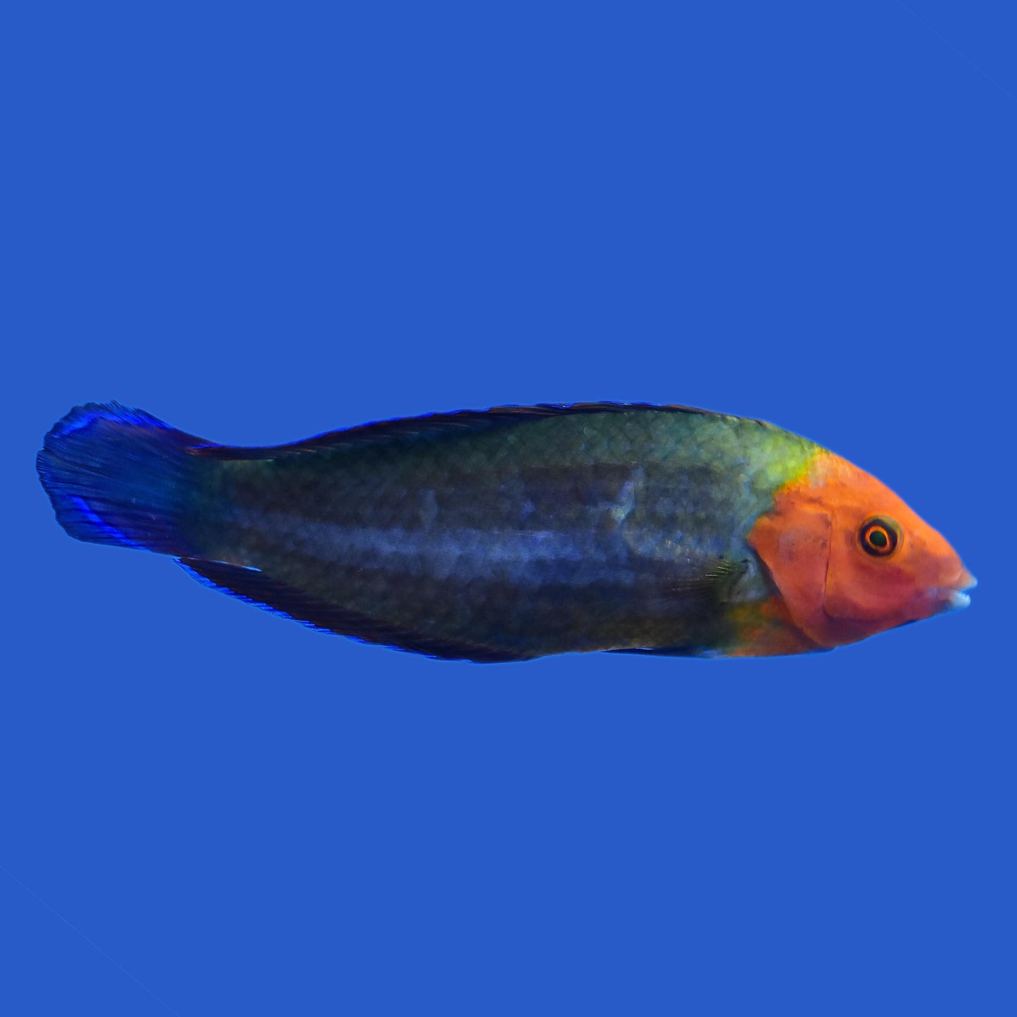 Red Head Wrasse WYSIWYG