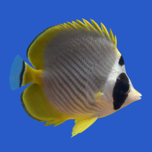 Panda Butterflyfish