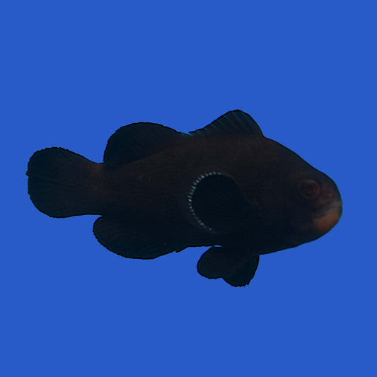 Midnight Clownfish - Aquacultured