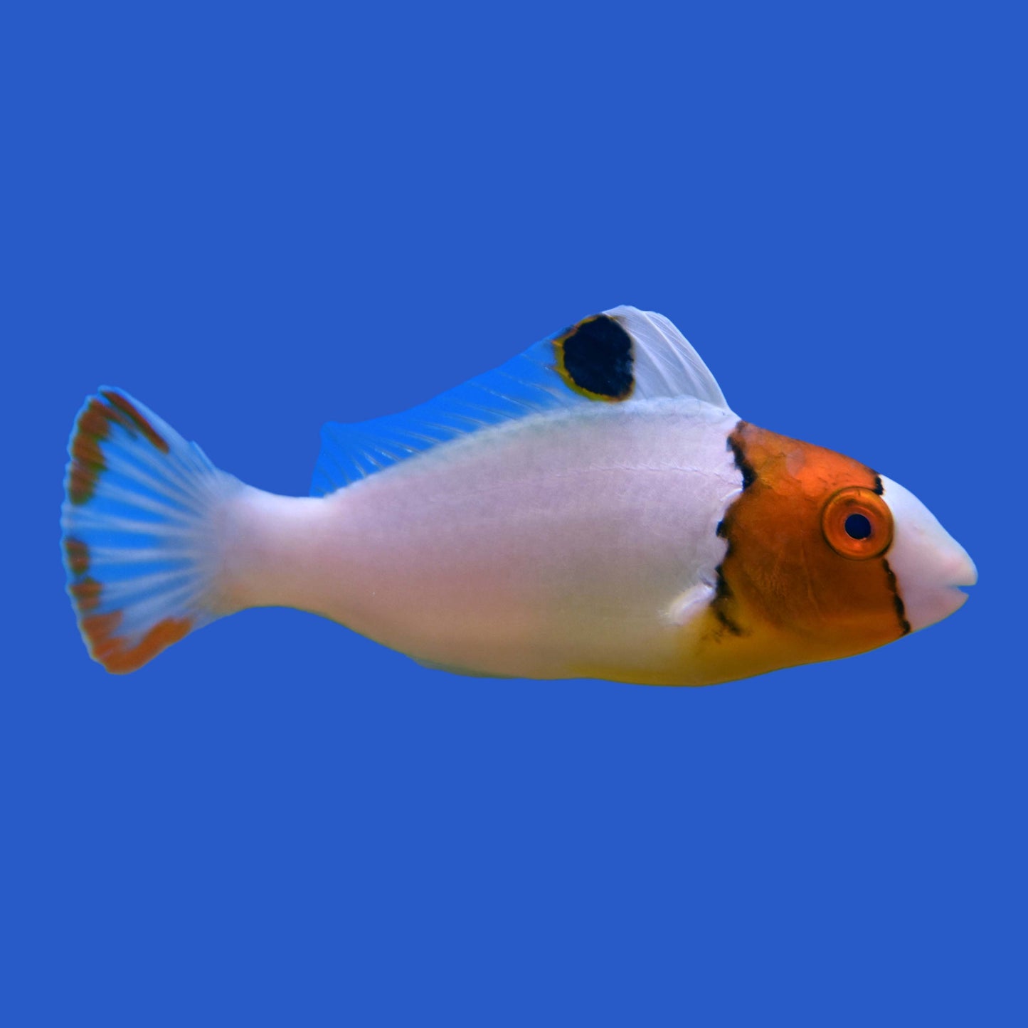 Bicolor Parrotfish