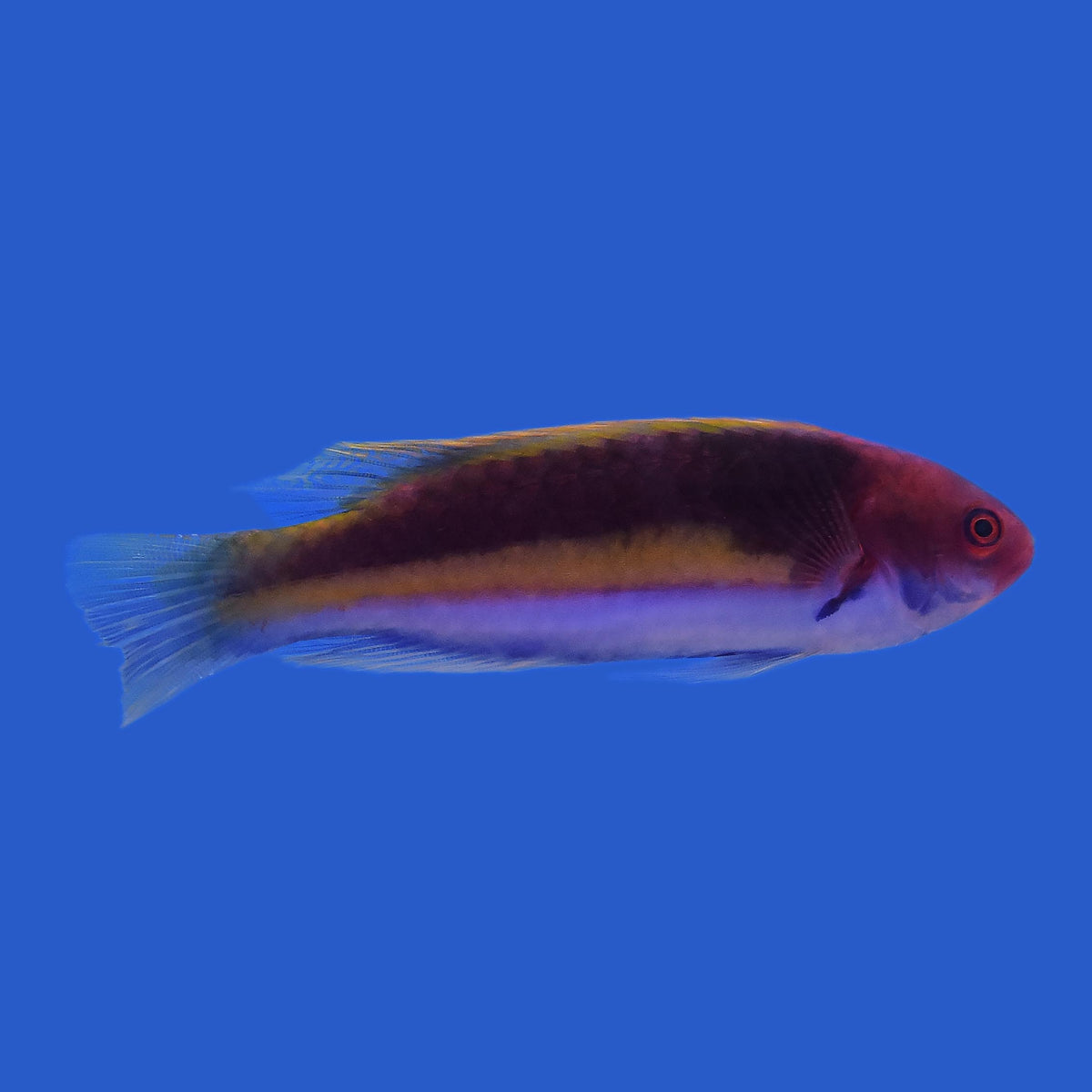 Velvet Wrasse WYSIWYG