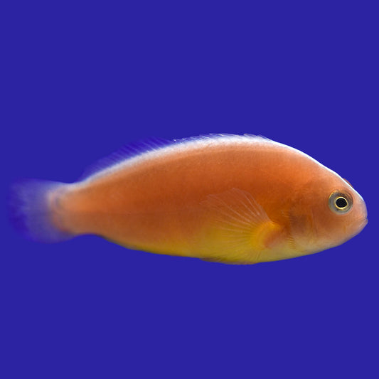 Orange Skunk Clownfish