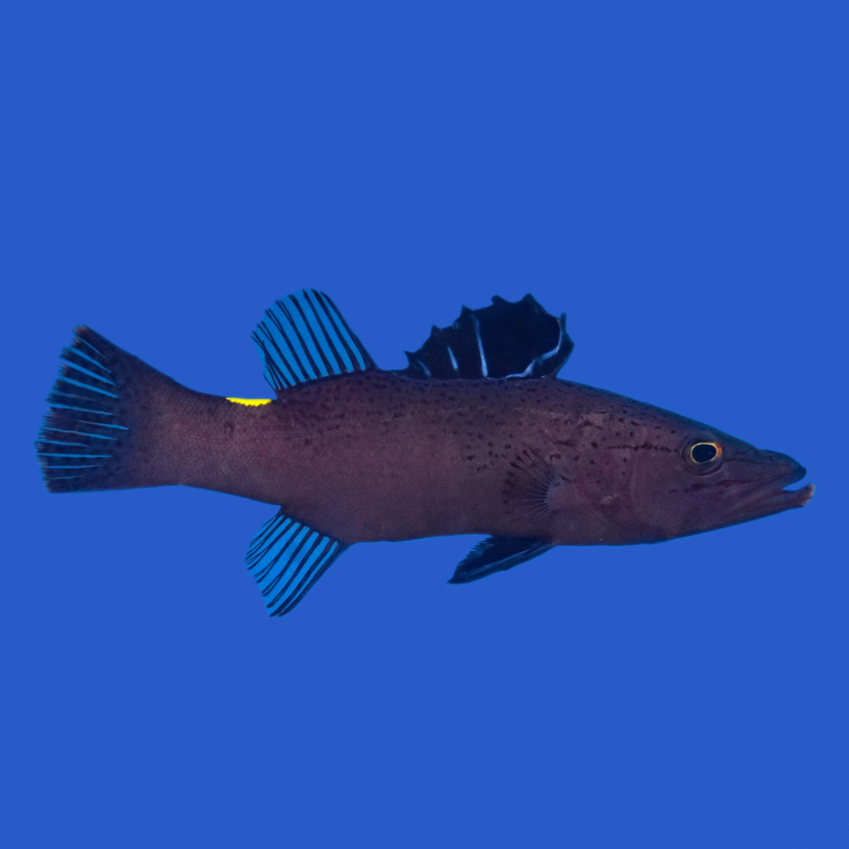 Arrowhead Soapfish WYSIWYG