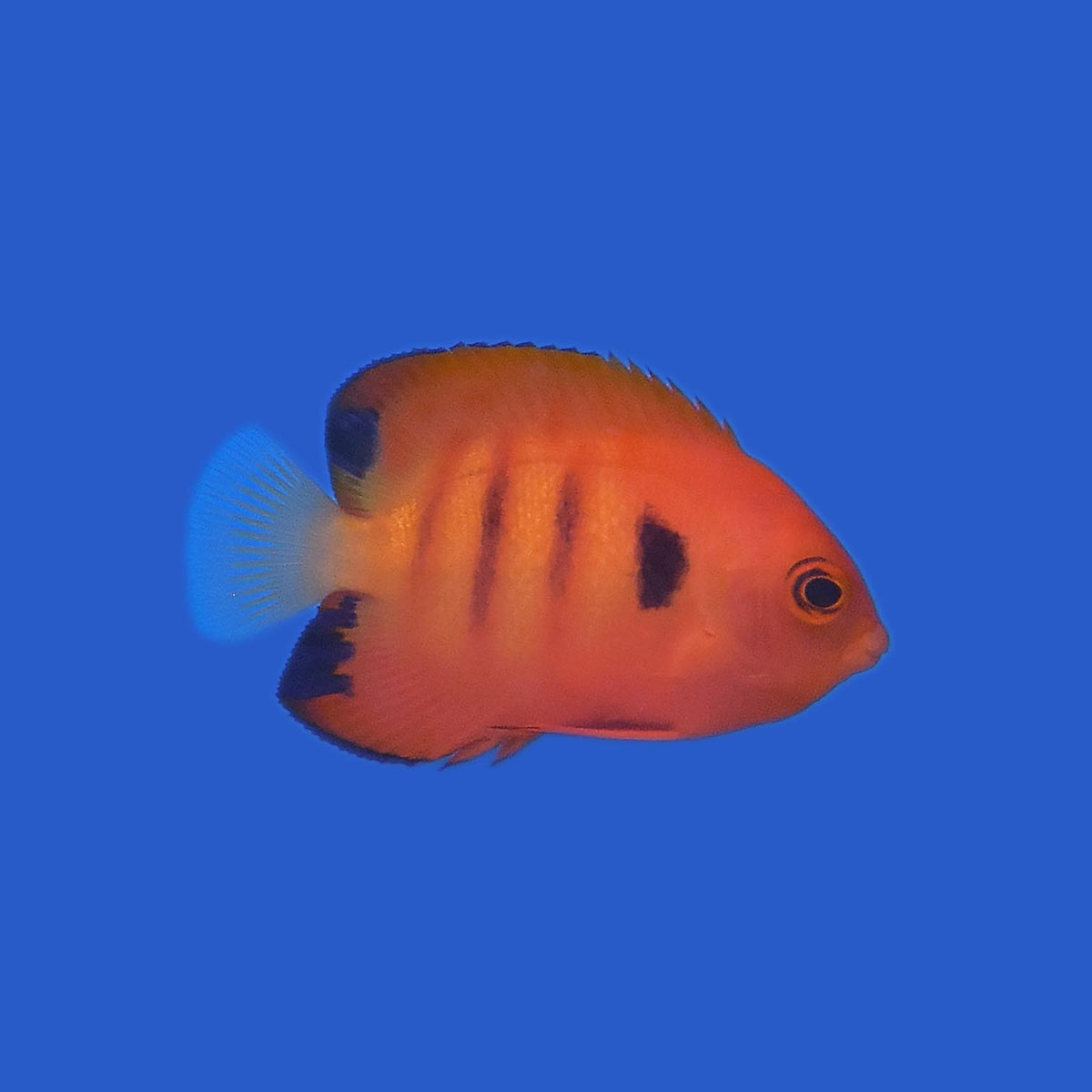 Flame Angelfish (Christmas Island) WYSIWYG