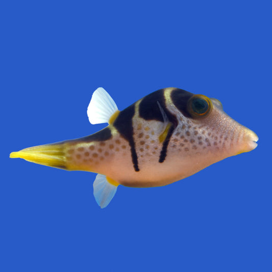 Valentini Puffer