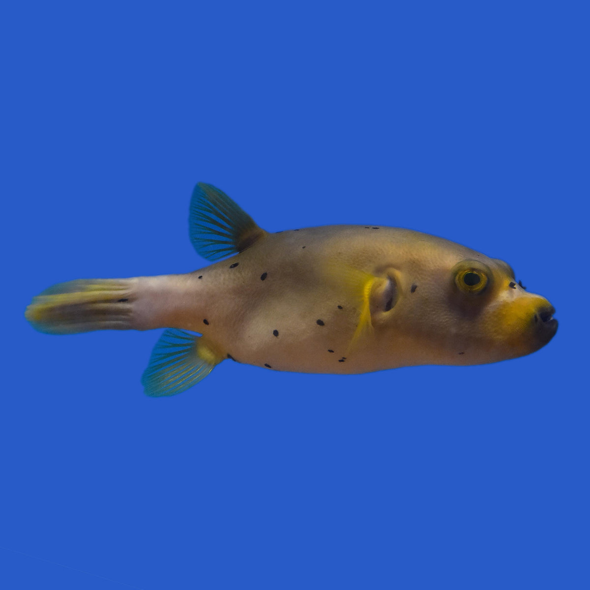 Dogface Pufferfish WYSIWYG