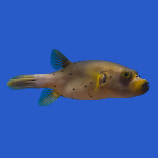 Dogface Pufferfish WYSIWYG