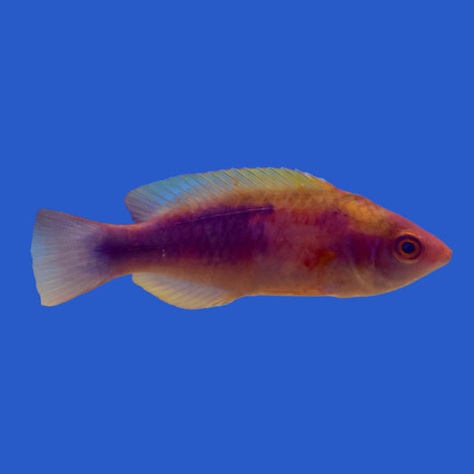 Lubbock's Fairy Wrasse