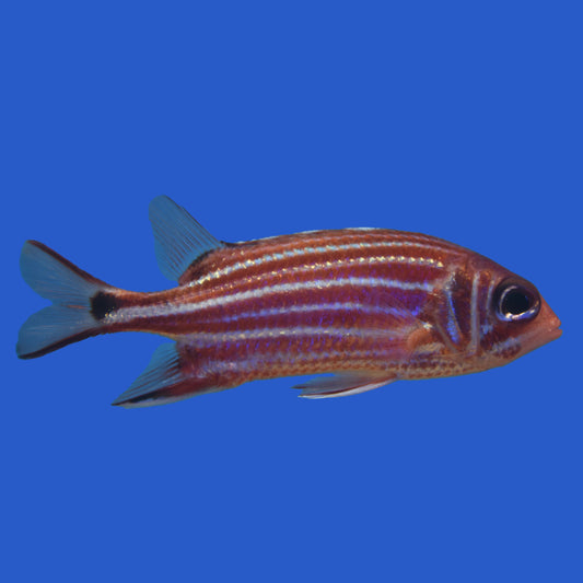 Striped Squirrelfish