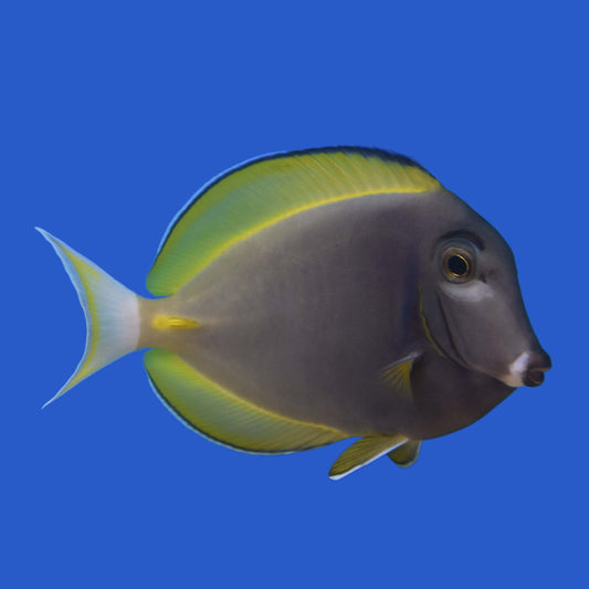 Powder Blue Hybrid Tang