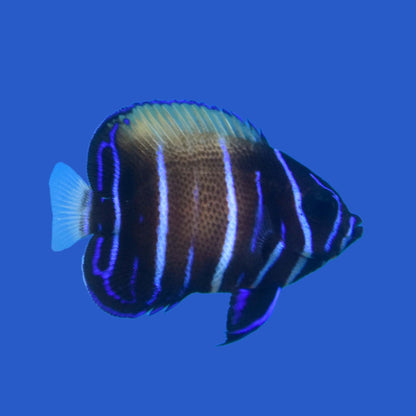 Majestic Angelfish - Aquacultured