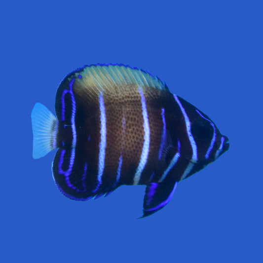 Majestic Angelfish - Aquacultured