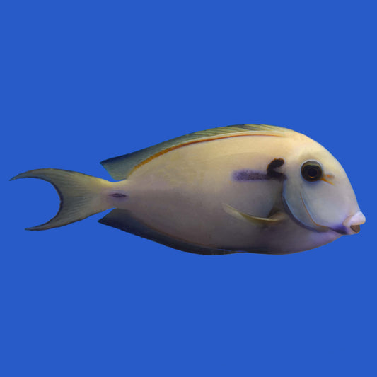 Lieutenant x Orange Shoulder Hybrid Tang WYSIWYG