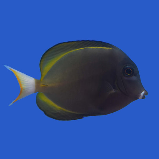 Orange Tail Gold Rim Tang Hybrid WYSIWYG