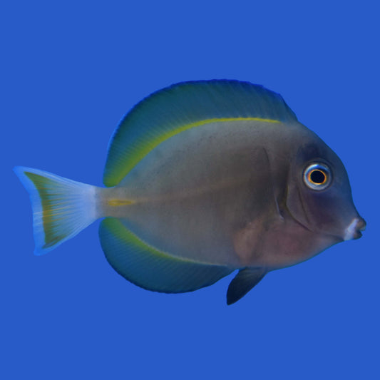 Gold Rim Tang Hybrid WYSIWYG