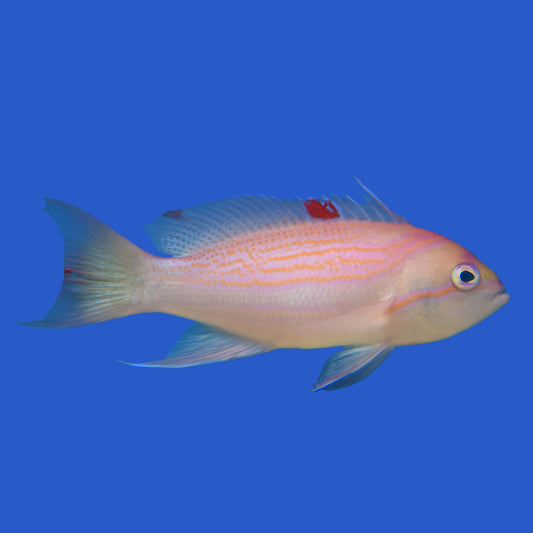 Luzon Anthias