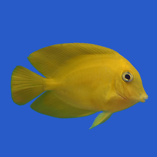 Yellow Mimic Tang
