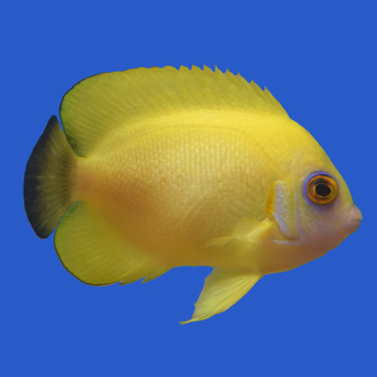 Lemonpeel x Half Black Angelfish Hybrid WYSIWYG