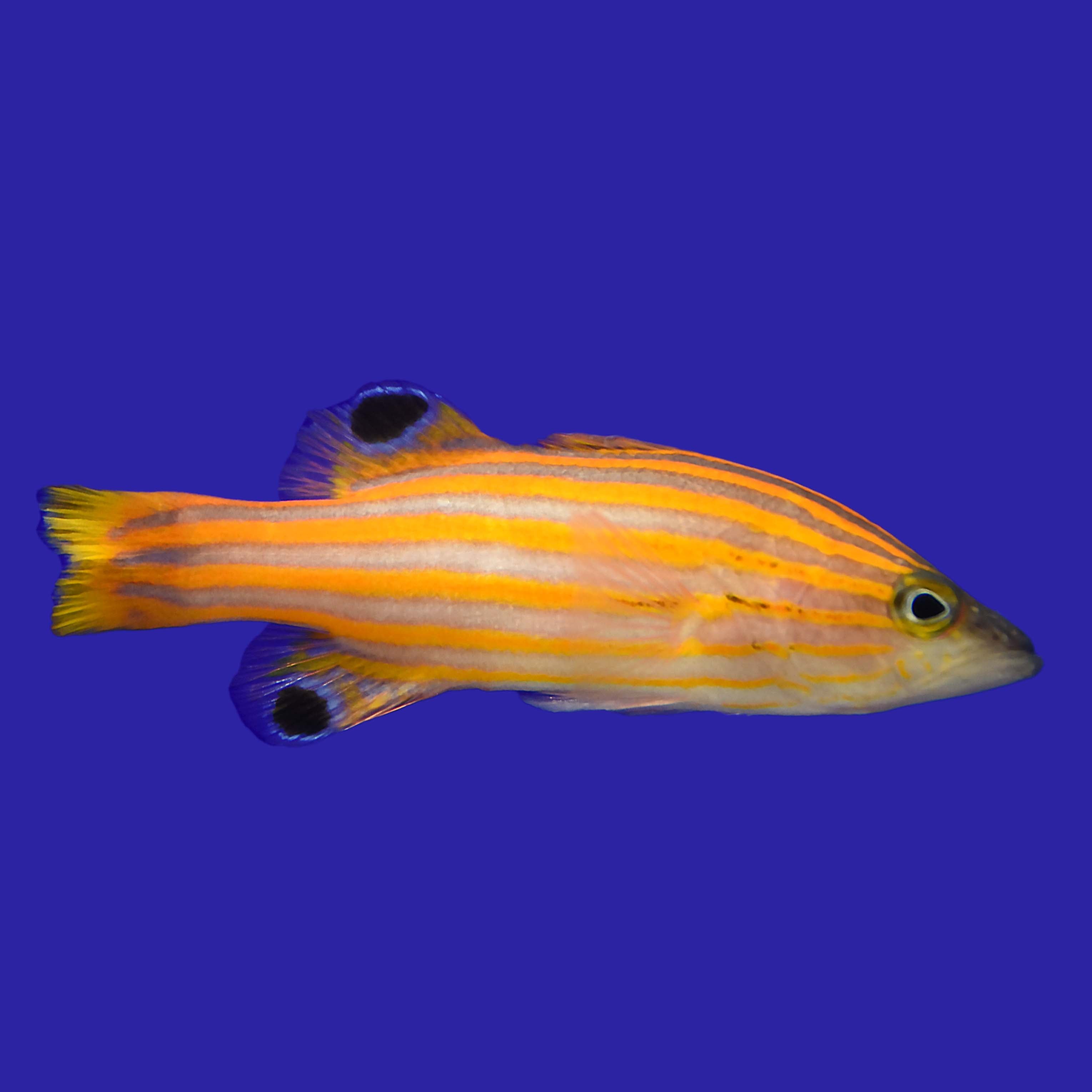 Swales Basslet – Aquatic Collection Aquarium