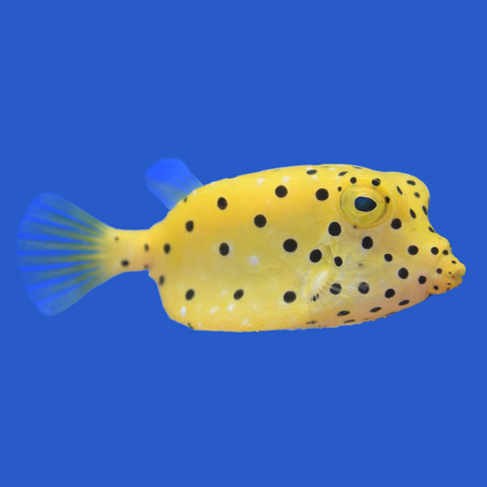 Yellow Boxfish