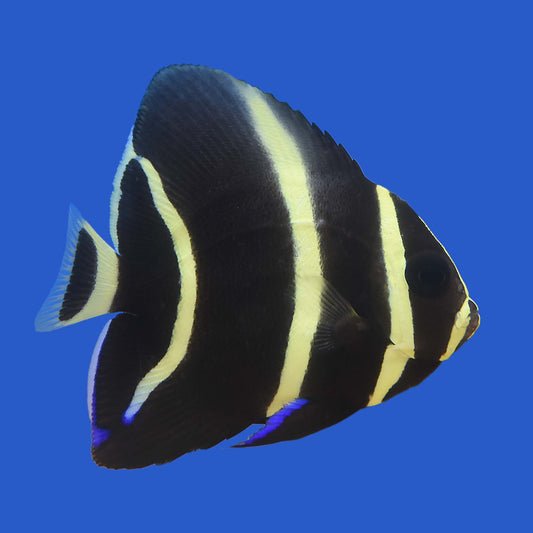 Grey Angelfish