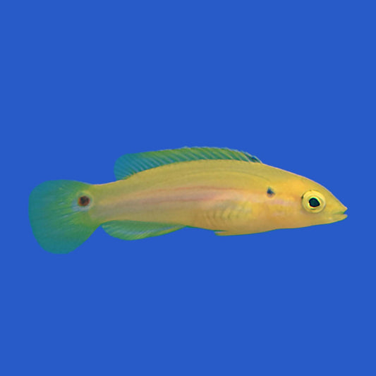 Candy Two Spot Hogfish