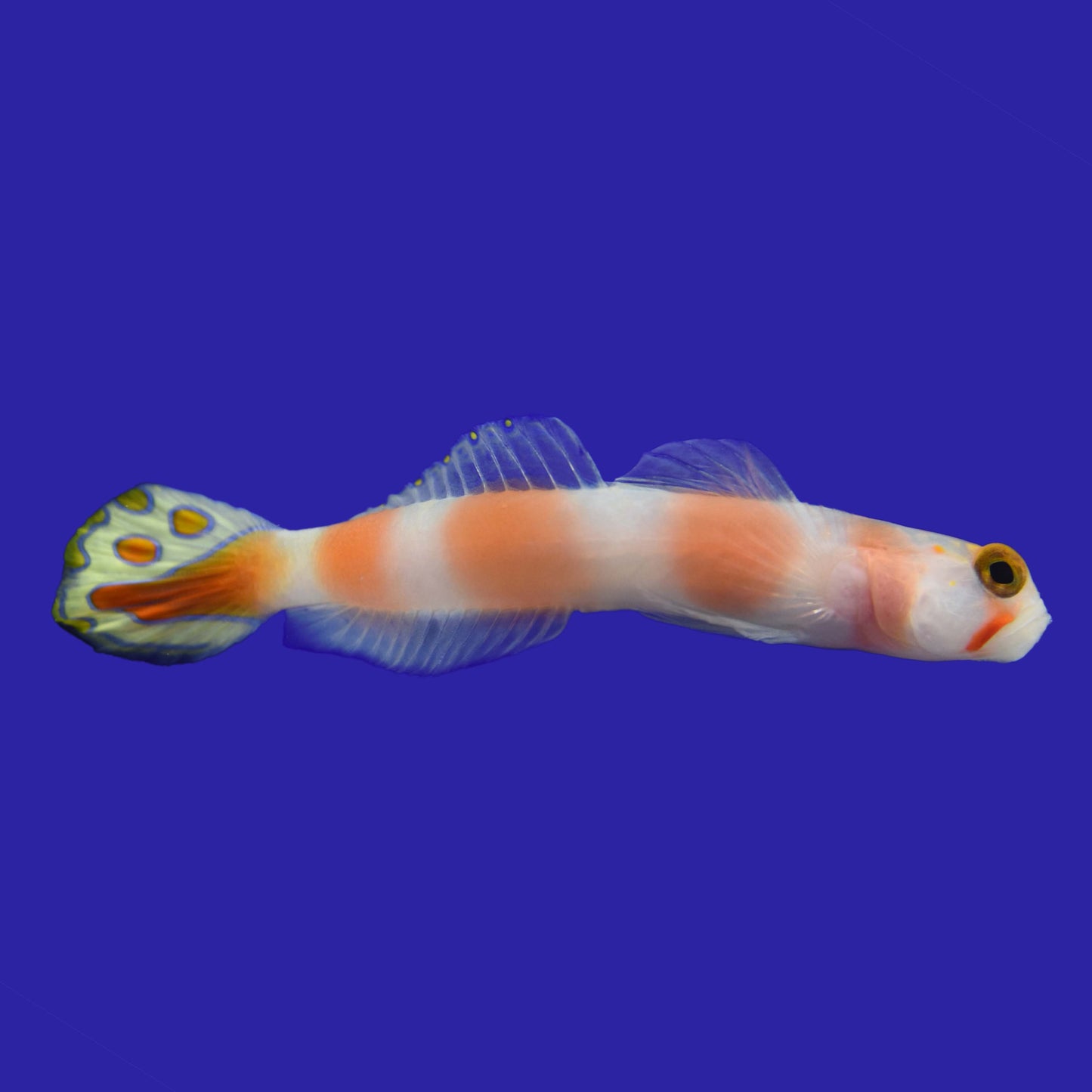 African Aurora Goby