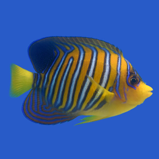 Regal Angelfish WYSIWYG
