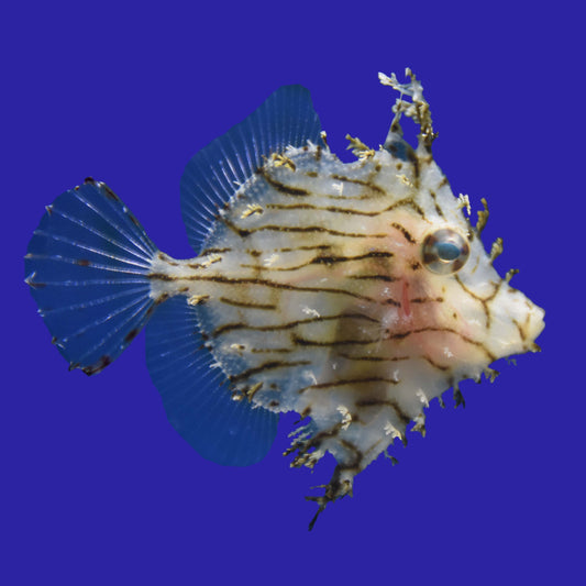 Tassle Filefish