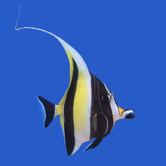 Moorish Idol WYSIWYG