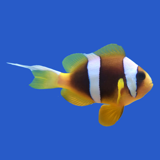 Latifasciatus x Bicinctus Clownfish Hybrid WYSIWYG