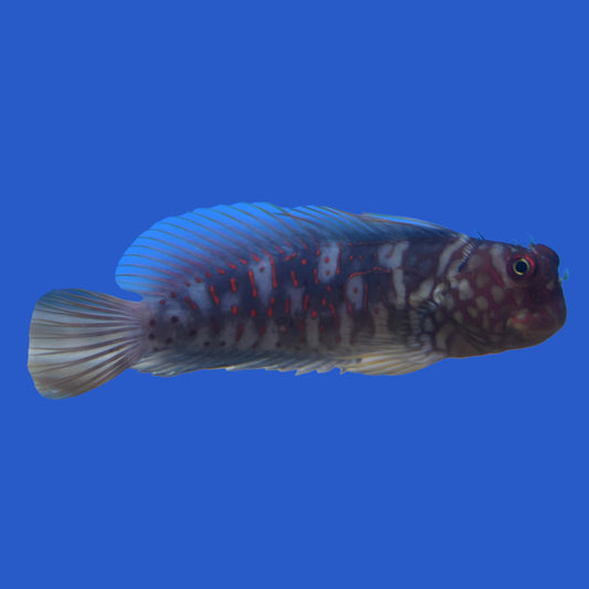Ember Blenny