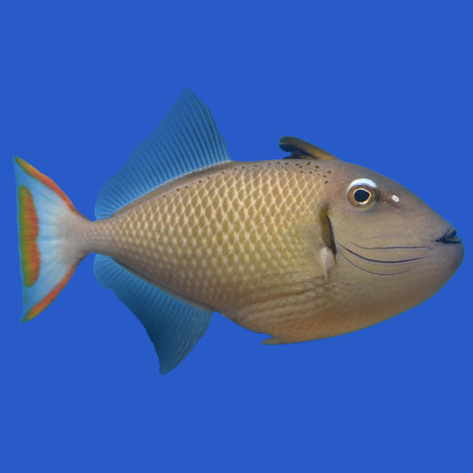 Kiri Triggerfish WYSIWYG