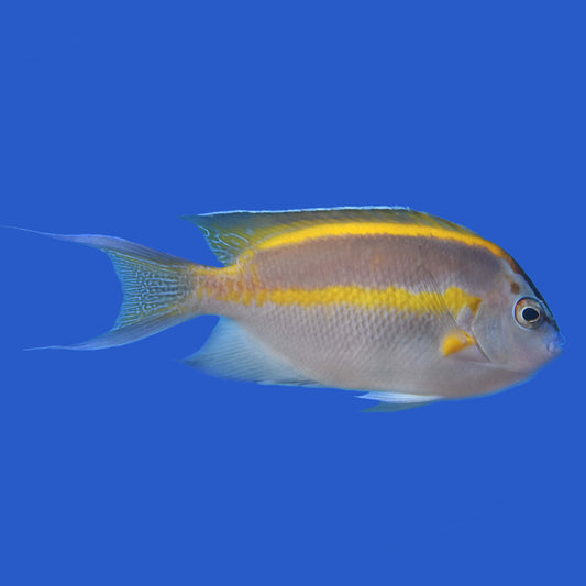 Bellus Angelfish (Pair) WYSIWYG