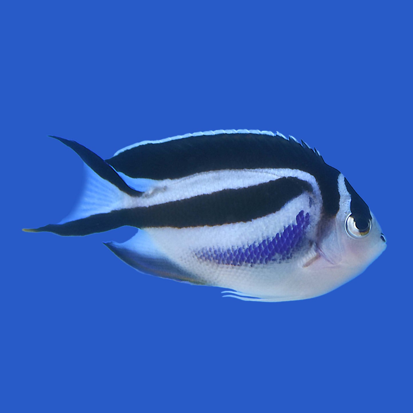 Bellus Angelfish (Pair) WYSIWYG