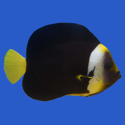 False Personifer Angelfish (Pair) WYSIWYG