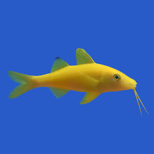 Yellow Goatfish