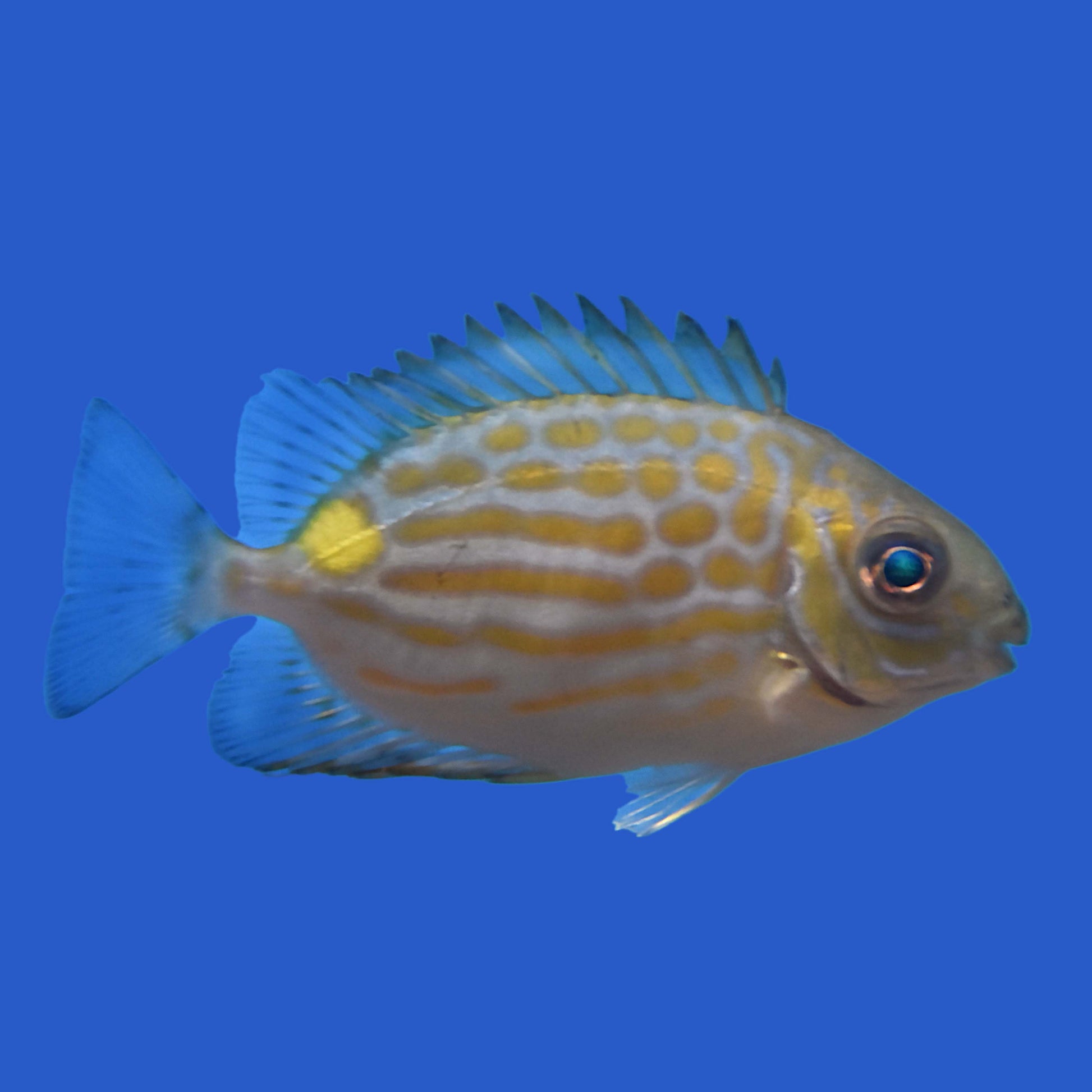 Blue and Gold Rabbitfish – Aquatic Collection Aquarium