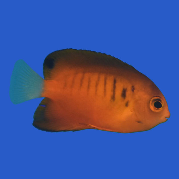 False Shepard's Hybrid Angelfish WYSIWYG – Aquatic Collection Aquarium