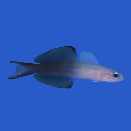 Scissortail Dartfish