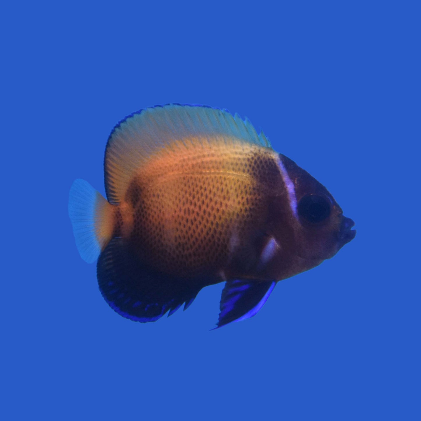 Majestic Angelfish - Aquacultured