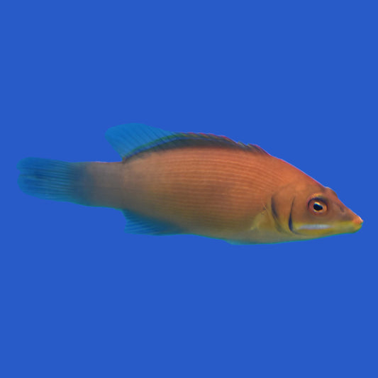 Disappearing Wrasse