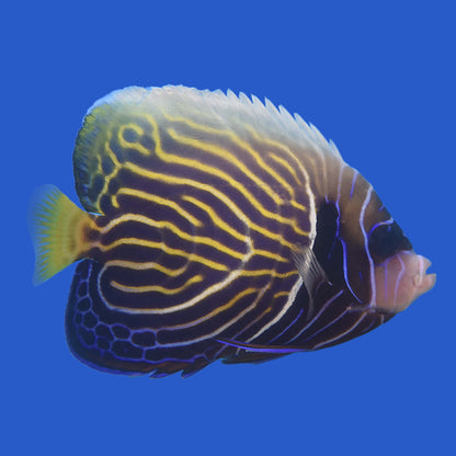 Emperor Angelfish