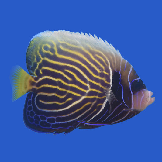 Emperor Angelfish (Changing) WYSIWYG