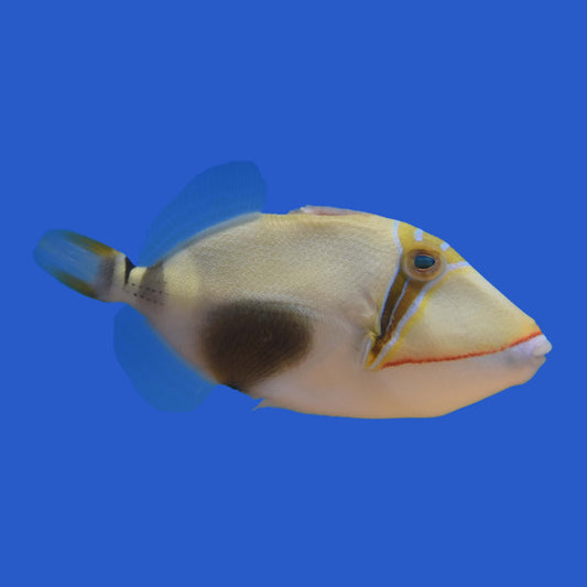 Bursa Triggerfish
